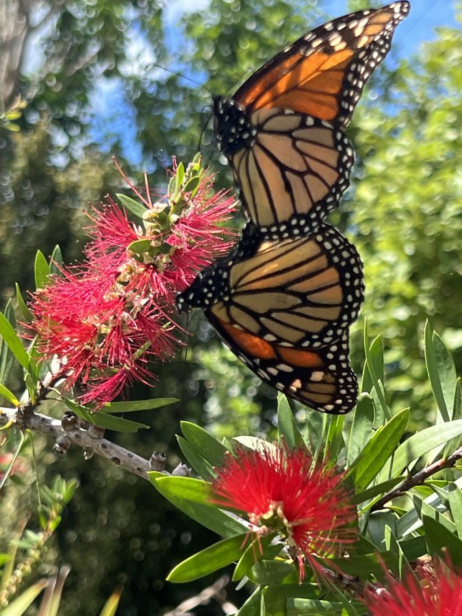 Butterflies in my garden after Cyclone Gabrielle