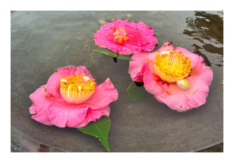 floating-camellia-and-hibiscus